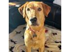 Adopt Mac a Tan/Yellow/Fawn Labrador Retriever / Mixed dog in Buffalo