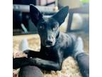 Adopt Sage a Black Labrador Retriever / Mixed dog in Buffalo, MN (37264190)