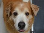 Adopt BEIJING a Tan/Yellow/Fawn Golden Retriever / Alaskan Malamute / Mixed dog