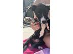 Adopt Navy a Black - with White Mixed Breed (Medium) / Mixed dog in Quincy