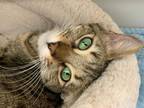 Adopt Millie (6) a Brown or Chocolate Bengal / Mixed (short coat) cat in