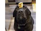 Adopt Moxie a Labrador Retriever dog in Yankton, SD (37264069)