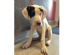 Adopt a Great Dane / Mixed dog in Pomona, CA (37264064)