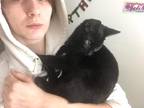Adopt Uni a All Black American Shorthair / Mixed (short coat) cat in Tullahoma