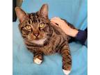 Adopt Mittens a Brown Tabby Domestic Shorthair / Mixed (short coat) cat in