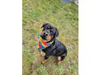 Adopt Piper, 2 years old a Black - with Tan, Yellow or Fawn Rottweiler / German