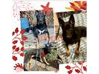 Adopt Apollo a Black - with Tan, Yellow or Fawn German Shepherd Dog / Mixed dog