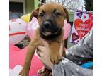 Adopt Daisy a Mixed Breed (Medium) / Mixed dog in Mipiltas, CA (37264038)