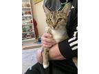 Adopt Melisa (TAS #11) a Brown Tabby Domestic Shorthair / Mixed (short coat) cat