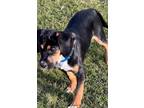 Adopt Rocko a Black - with Tan, Yellow or Fawn Beagle / American Pit Bull