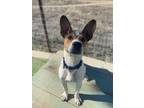 Adopt Radar a White - with Red, Golden, Orange or Chestnut Jack Russell Terrier
