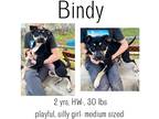 Adopt Bindy a Terrier (Unknown Type, Small) / Mixed Breed (Medium) / Mixed dog