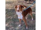 Adopt Teddy a Australian Shepherd / Mixed dog in Laingsburg, MI (37262342)