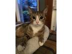 Adopt Shadow a Brown Tabby Domestic Shorthair / Mixed (short coat) cat in