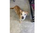 Adopt Skye a Tan/Yellow/Fawn - with White Husky / Mixed dog in Archbold