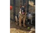 Adopt Zeke a Black - with Tan, Yellow or Fawn German Shepherd Dog / Mixed dog in
