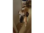 Adopt Bella a Tan/Yellow/Fawn Great Dane / Mixed dog in Mount Carmel
