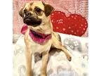 Adopt Stella a Tan/Yellow/Fawn Pug / Beagle / Mixed dog in Seattle