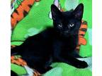 Adopt Pinto a All Black Domestic Shorthair / Mixed (short coat) cat in Oviedo