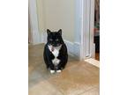 Adopt Sam a Black & White or Tuxedo Domestic Shorthair / Mixed (short coat) cat