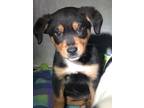 Adopt Jared a Hound (Unknown Type) / Mixed dog in Birmingham, AL (37263069)