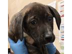 Adopt Rhoda a Pit Bull Terrier / Mixed dog in Birmingham, AL (37263068)