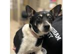 Adopt Gracie a Rat Terrier / Mixed dog in Birmingham, AL (37263065)