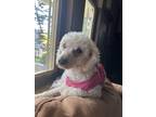 Adopt Kyra a White Poodle (Miniature) / Mixed dog in Vallejo, CA (37263096)