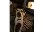 Adopt River a Brown/Chocolate - with White Pit Bull Terrier / Pointer dog in