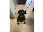 Adopt Chungis a Rottweiler / American Pit Bull Terrier / Mixed dog in Troy