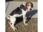 Adopt Boone a Treeing Walker Coonhound / Mixed dog in Troy, OH (37261116)