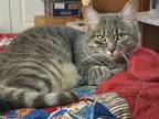 Adopt Trudy a American Shorthair (short coat) cat in Columbia, MD (37261680)