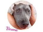 Adopt Verona a Gray/Silver/Salt & Pepper - with White Pit Bull Terrier / Mixed