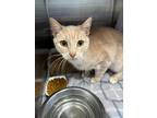 Adopt 52014704 a Tan or Fawn Domestic Shorthair / Mixed cat in El Paso