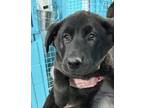 Adopt Rita a German Shepherd Dog / Labrador Retriever / Mixed dog in Cornwall