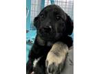 Adopt Sandi a German Shepherd Dog / Labrador Retriever / Mixed dog in Cornwall