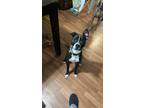 Adopt Enzo a Black - with White American Pit Bull Terrier / Boxer dog in