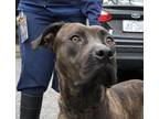 Adopt Rudisa a Cane Corso / American Staffordshire Terrier / Mixed dog in