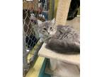 Adopt Cranberry a Gray, Blue or Silver Tabby Domestic Longhair (long coat) cat