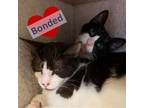 Adopt Berlioz and Abigail (2) a Black & White or Tuxedo Domestic Shorthair /