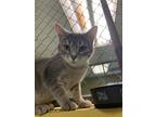 Adopt Gravy a Gray, Blue or Silver Tabby Domestic Shorthair (short coat) cat in