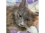 Adopt Ashley a Gray or Blue Russian Blue (long coat) cat in Staunton