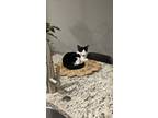 Adopt Tan tan a Black & White or Tuxedo Tonkinese / Mixed (short coat) cat in