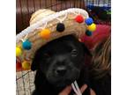 Adopt Bear a Black Labrador Retriever / Mixed dog in QUINCY, FL (37262427)