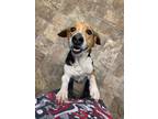 Adopt Shadow a Beagle / Mixed dog in Darlington, SC (37259024)