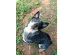 Adopt Rosco a Black - with Tan, Yellow or Fawn Australian Cattle Dog / Mixed dog