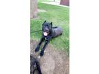 Adopt King a Brindle Cane Corso dog in Denver, CO (37262316)