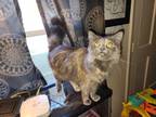 Adopt Stormy a Gray, Blue or Silver Tabby Domestic Longhair / Mixed (long coat)