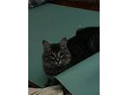 Adopt Millie a Gray, Blue or Silver Tabby Domestic Mediumhair (medium coat) cat