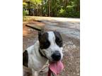 Adopt Angelina a Brindle - with White Pointer / Pit Bull Terrier / Mixed dog in